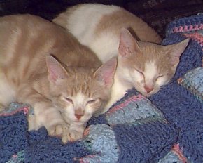 Simba and Kokanee