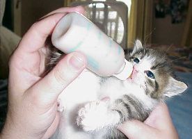 Bottle