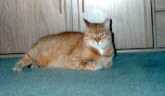 What a studly pussycat!
