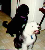 DOFESS & BUBBA