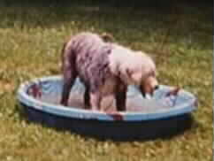 DOFESS IN POOL
