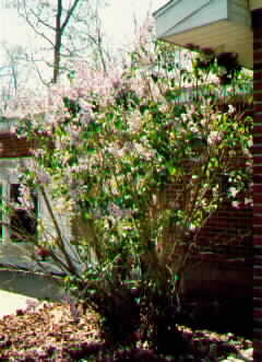 Lilac Bush