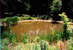 POND