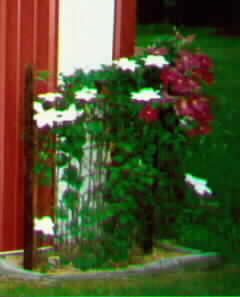 Clematis