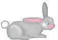 bunny