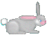 bunny