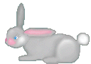 bunny