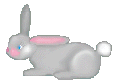 bunny