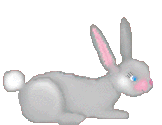 bunny