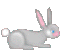 bunny