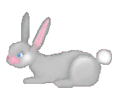 bunny