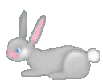 bunny