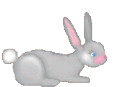 animated bunny
