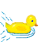 duck11