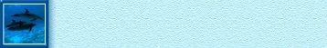 dolphin sample