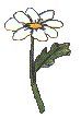 a pretty daisy