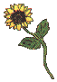 sunny sunflower