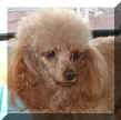 FireCracker - Croquette Poodles