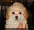 Karen's Tiny Girl - Daisy Hill Poodles