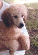 Miniature @ Casa La Strega Poodles