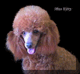 Miss Kitty - Sisco's Distinctive Poodles
