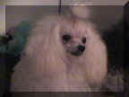 White Toy - Sisco's Distinctive Poodles