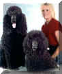 Sisco's Distinctive Poodles