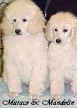 Muraco & Mandoline - Angels Standard Poodles