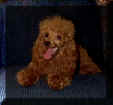 Lil Red - Patricia's Pampered Poodles