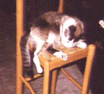 Pic of Kitsen