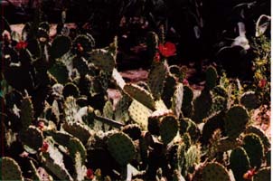 cactusa.JPG