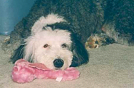 Molly4.gif (64900 bytes)