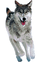 Animated Wolf
