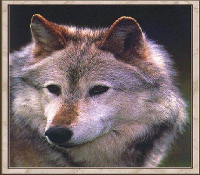 Wolf 2