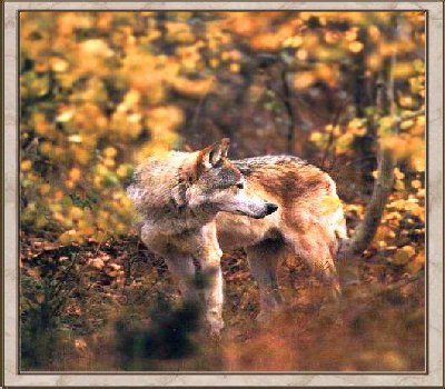 Wolf 3
