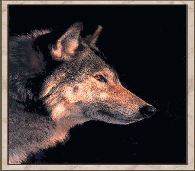 Wolf