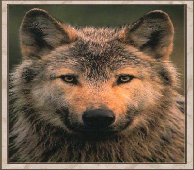 Wolf 5