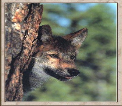Wolf 7