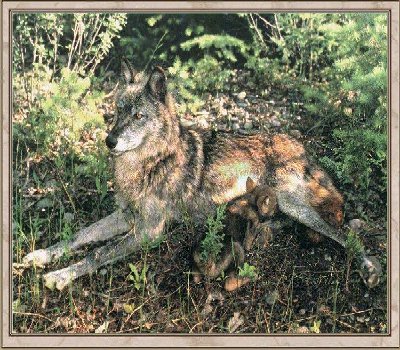 Wolf 9