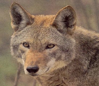 Red Wolf