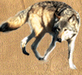 Right Wolf