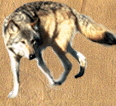 Right Wolf