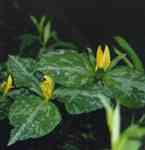 A Yellow Trillium