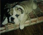 Tuffy