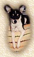 Mitsy on couch