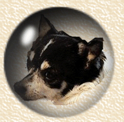 Mitsy on couch