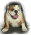 Roscoe