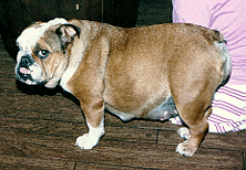 Pregnant Roxie