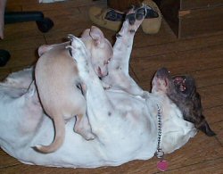 Trouble and Angus