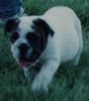 puppy